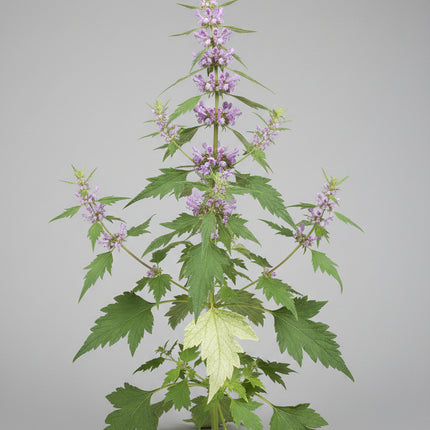 Motherwort Seeds – Heirloom Traditional Herbal Favorite