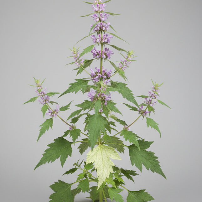 Motherwort Seeds – Heirloom Traditional Herbal Favorite
