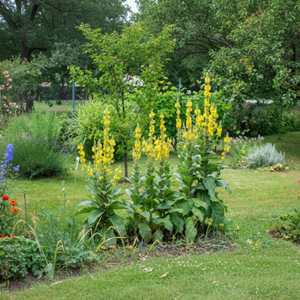 Mullein Seeds – Heirloom Architectural & Herbal Classic