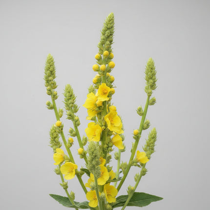 Mullein Seeds – Heirloom Architectural & Herbal Classic