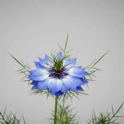 A close-up of a blue love-in-a-mist flower with green feathery foliage and seed heads in the background.
