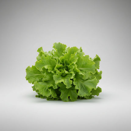 Endive Seeds – Heirloom Broad-Leaved Batavian Classic