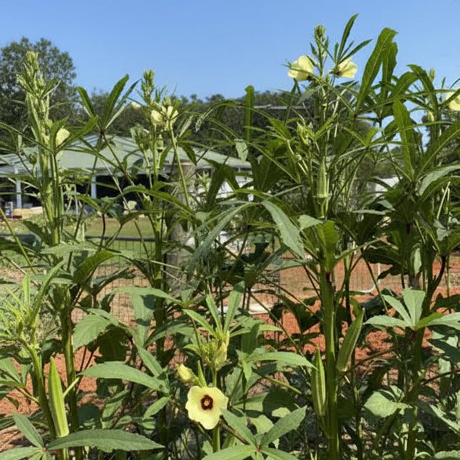 Gombo, gousse longue verte
