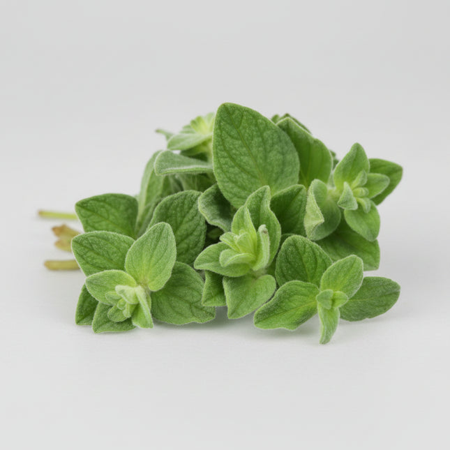 Oregano Seeds – Heirloom Culinary & Garden Classic