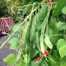 Pole Bean, Painted Lady Runner