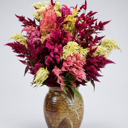 Zinnia, mezcla de feria estatal