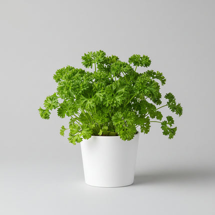 Parsley Triple Curled Seeds – Heirloom Garnishing Classic