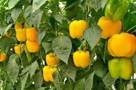 Pepper, Yellow Wonder