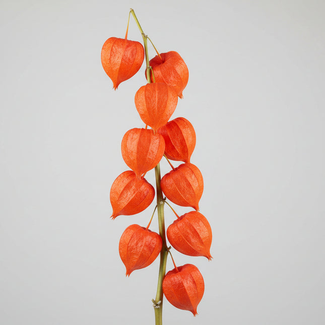 Chinese Lantern Seeds – Decorative Heirloom Perennial
