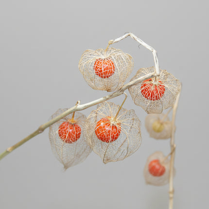 Chinese Lantern Seeds – Decorative Heirloom Perennial