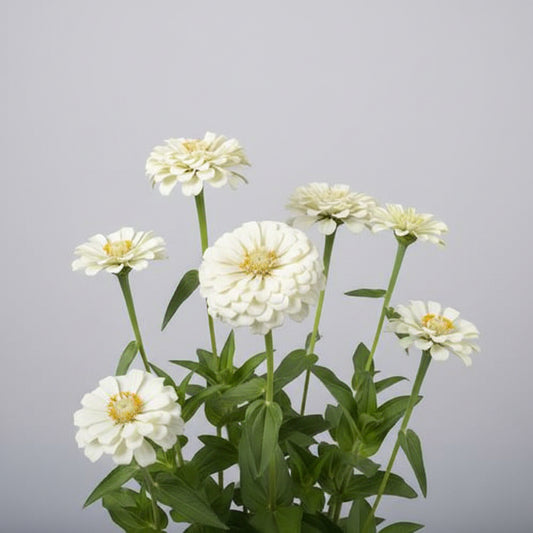 Zinnia, mezcla de feria estatal