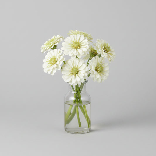 Zinnia, mezcla de feria estatal