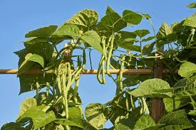 Pole Bean, French Climbing