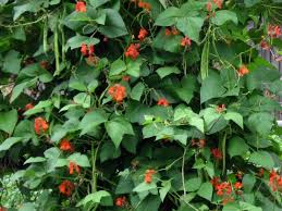 Pole bean, Scarlet Runner