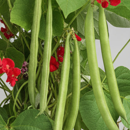 Bean Pole Scarlet Runner Seeds – Heirloom Ornamental & Culinary Classic
