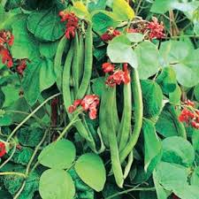 Pole bean, Scarlet Runner