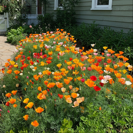 Poppy California Mixed Colors Seeds – Heirloom Wildflower Favorite