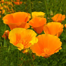 Poppy, CA orange