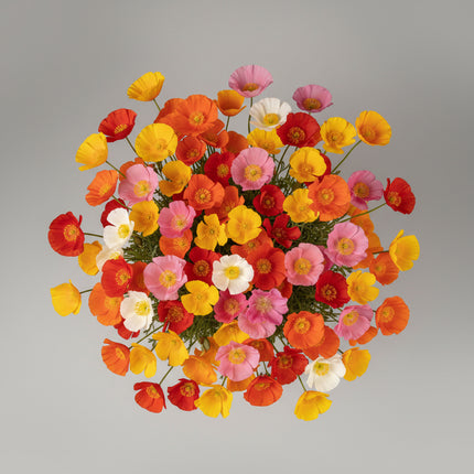 Poppy California Mixed Colors Seeds – Heirloom Wildflower Favorite