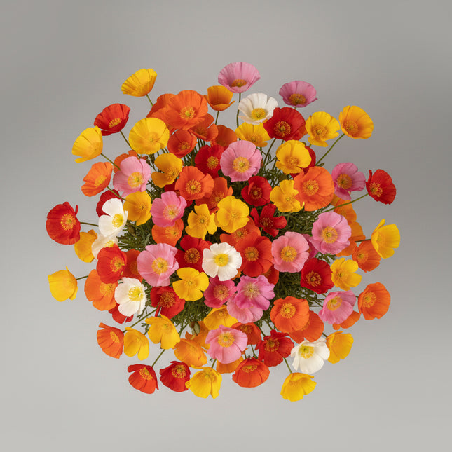 Poppy California Mixed Colors Seeds – Heirloom Wildflower Favorite