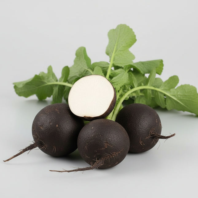 Radish Black Spanish Seeds – Heirloom Cold-Hardy Winter Storage Classic