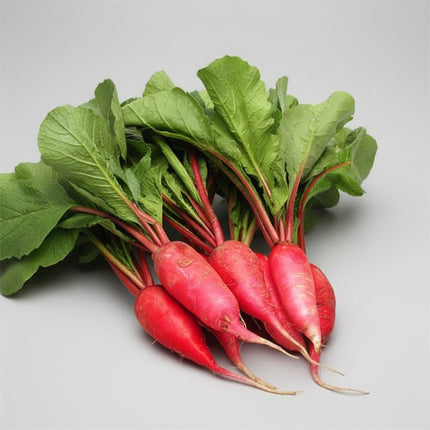 Rábano, Daikon