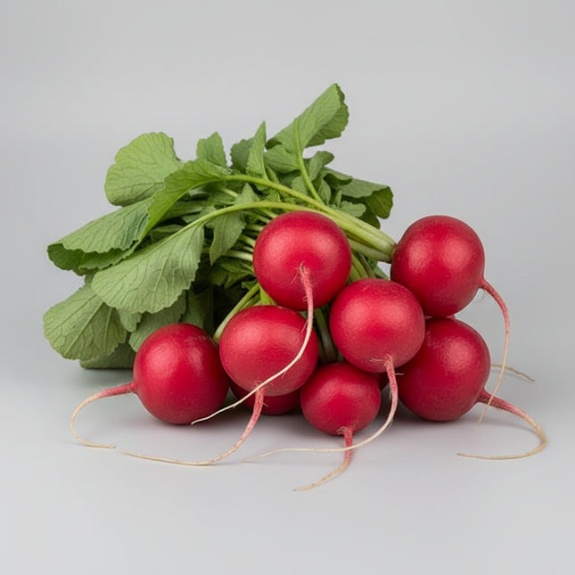 Radish Early Scarlet Globe Seeds – Heirloom Super-Fast Spring Classic