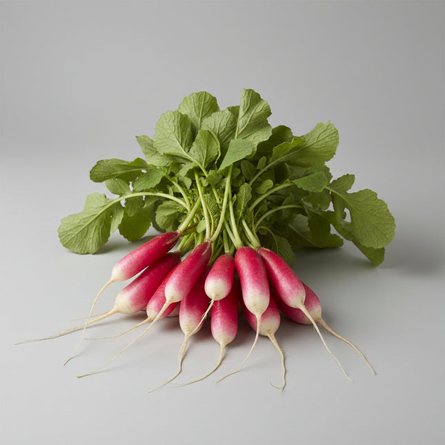 Radish French Breakfast Seeds – Heirloom Oblong Market Classic