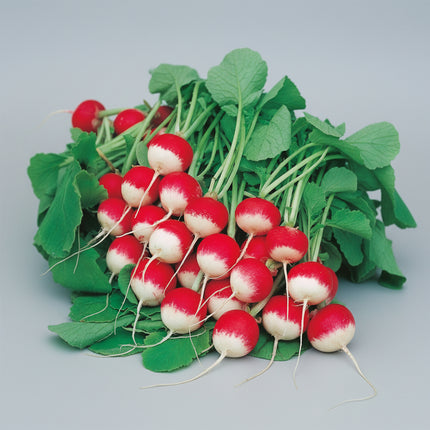 Radis, daikon
