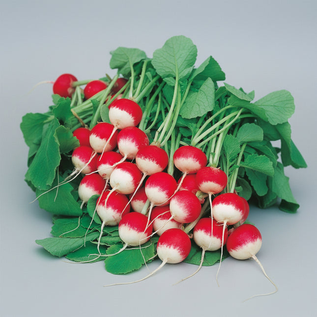 Radish Sparkler Seeds – Heirloom Bicolor Market Classic
