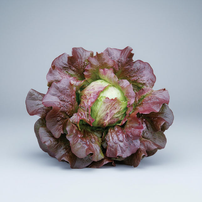 Lechuga Iceberg Roja