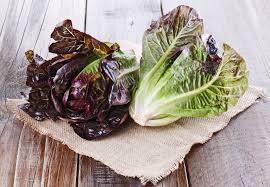 Lettuce, Red Romaine