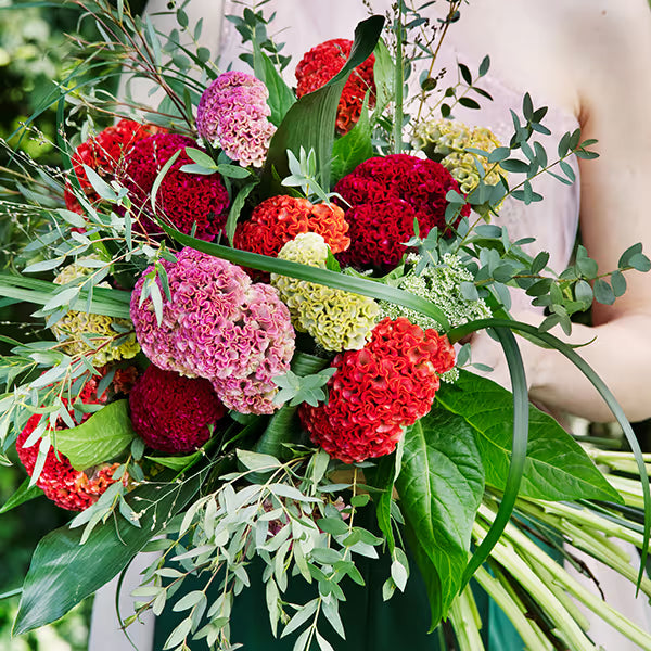 Zinnia, mezcla de feria estatal