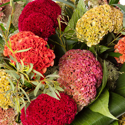 Zinnia, mélange de State Fair