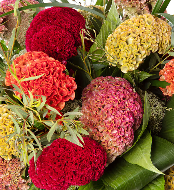 Zinnia, mezcla de feria estatal