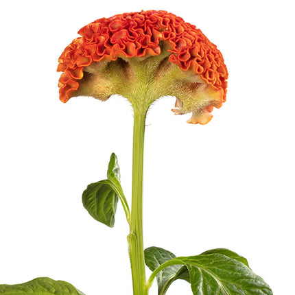 Zinnia, mélange de State Fair