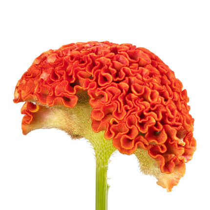 Zinnia, mélange de State Fair