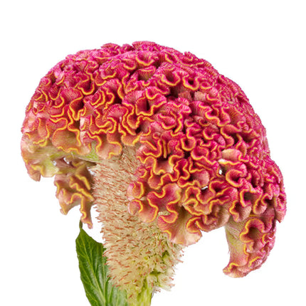 Zinnia, mélange de State Fair