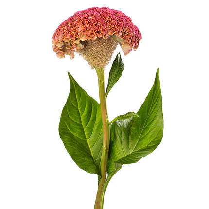 Zinnia, mélange de State Fair
