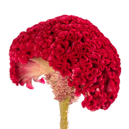 Zinnia, mélange de State Fair