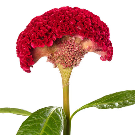 Zinnia, mélange de State Fair