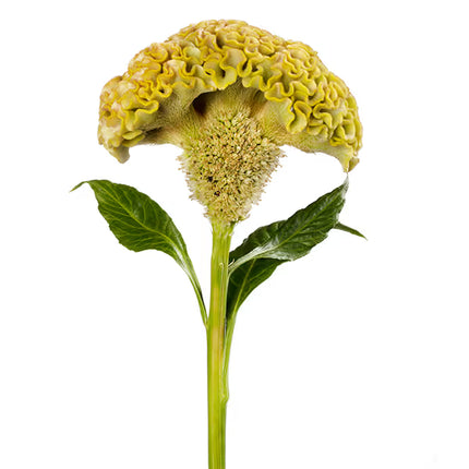 Zinnia, mélange de State Fair