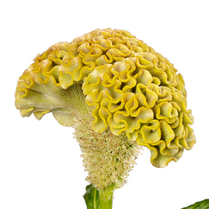 Zinnia, mélange de State Fair