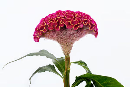 Zinnia, mélange de State Fair