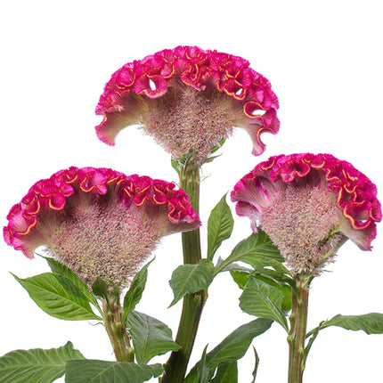 Zinnia, mélange de State Fair