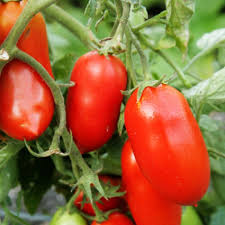 Tomato, Roma