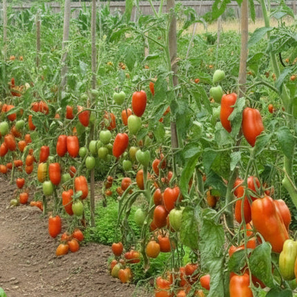 Tomato Roma Seeds – Heirloom Classic Paste Standard