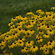 Rudbeckia, Yellow