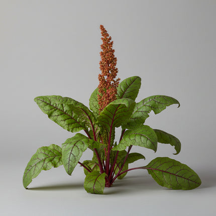 Mezcla de lechuga y espinaca de primavera