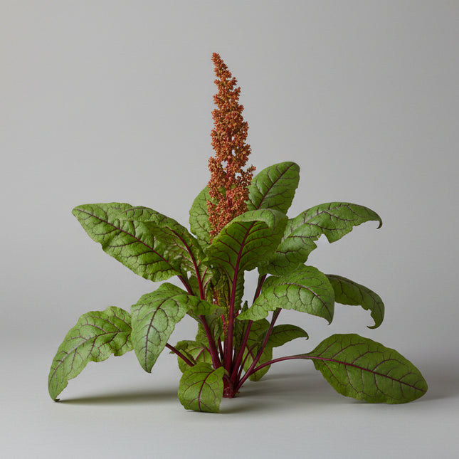 Mezcla de lechuga y espinaca de primavera